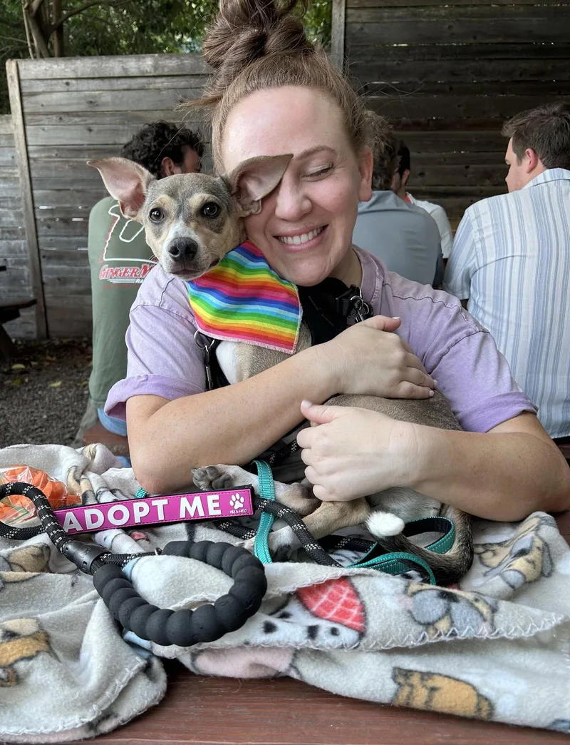 A young small-sized male Chihuahua dog named Wilson for adoption in Arlington, VA