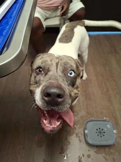 An adult large-sized male Mixed Breed dog named Lego for adoption in Atlanta, GA