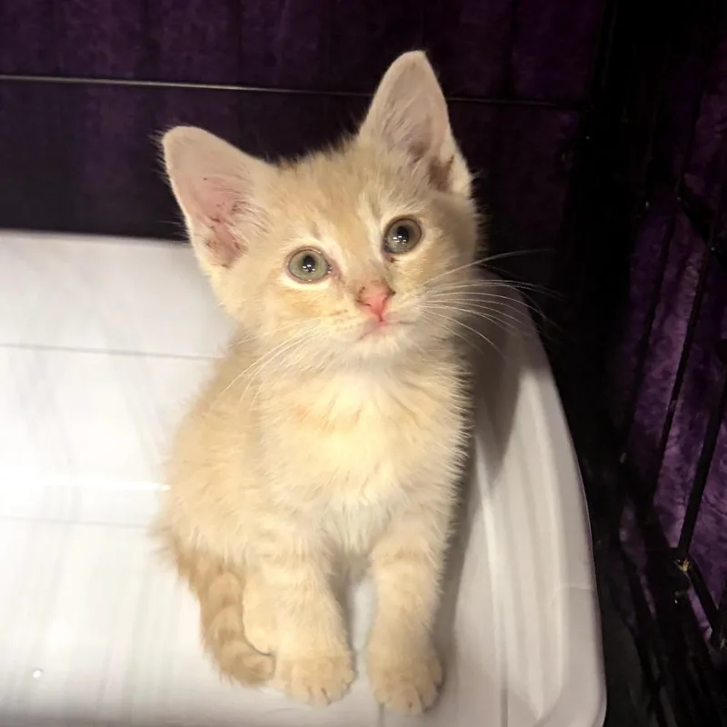 A baby small-sized male Buff / Tan / Fawn Domestic Short Hair cat named Rec Center for adoption in Canton, NC