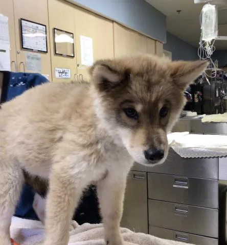 A baby small-sized female Siberian Husky dog named A for adoption in Riverside, CA