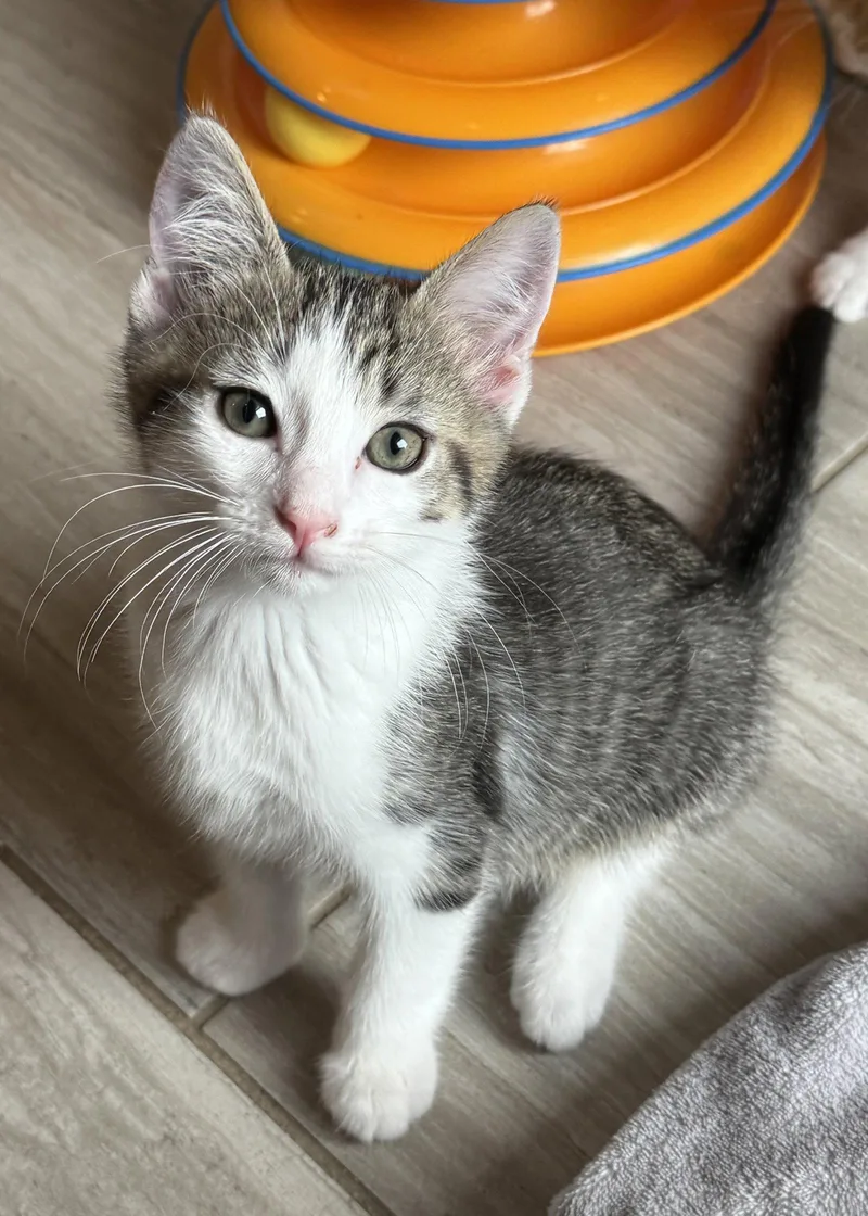 A baby medium-sized male Domestic Short Hair cat named Robyn for adoption in Oviedo, FL