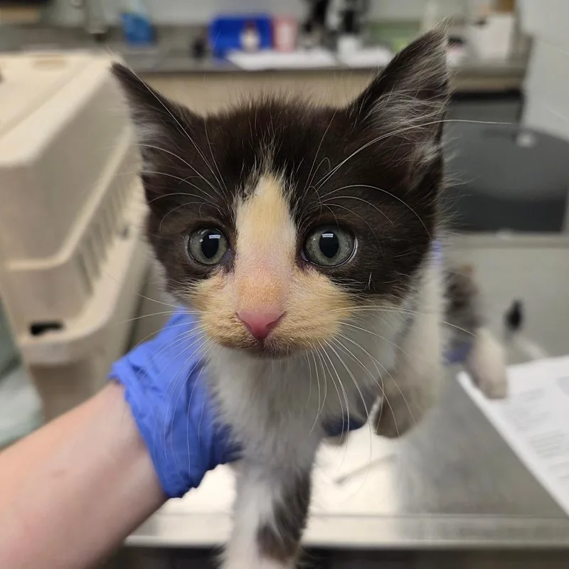 A baby small-sized male Black Domestic Short Hair cat named Lucky Luciano for adoption in Chattanooga, TN