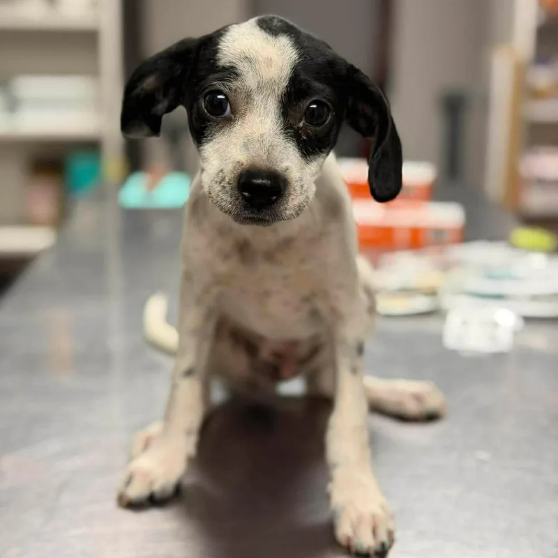 A baby small-sized male White / Cream Mixed Breed dog named Schmidt for adoption in Buffalo, MN