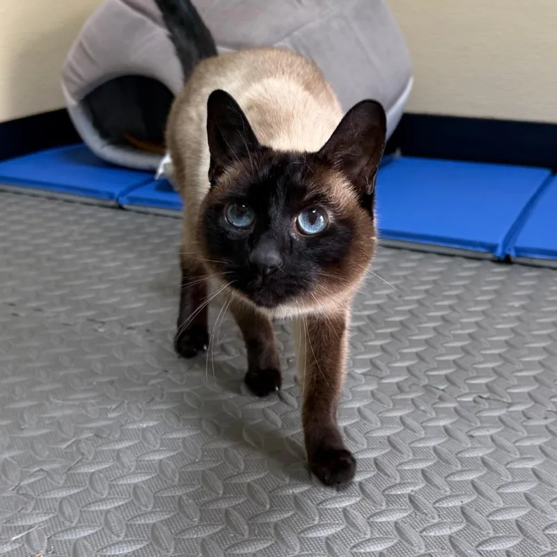 A senior small-sized female Domestic Short Hair cat named Lola for adoption in State College, PA