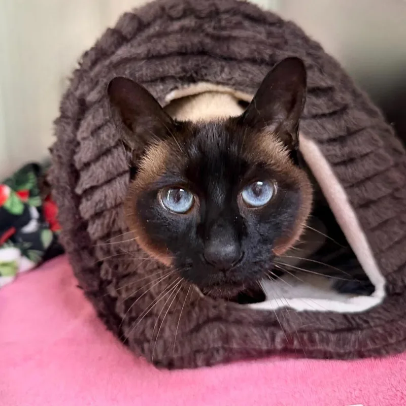 Lola thumbnail 2