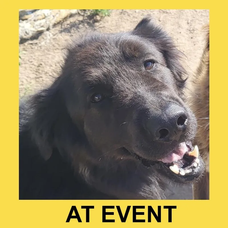A senior large-sized male Black Newfoundland Dog dog named Apollo for adoption in Peyton, CO