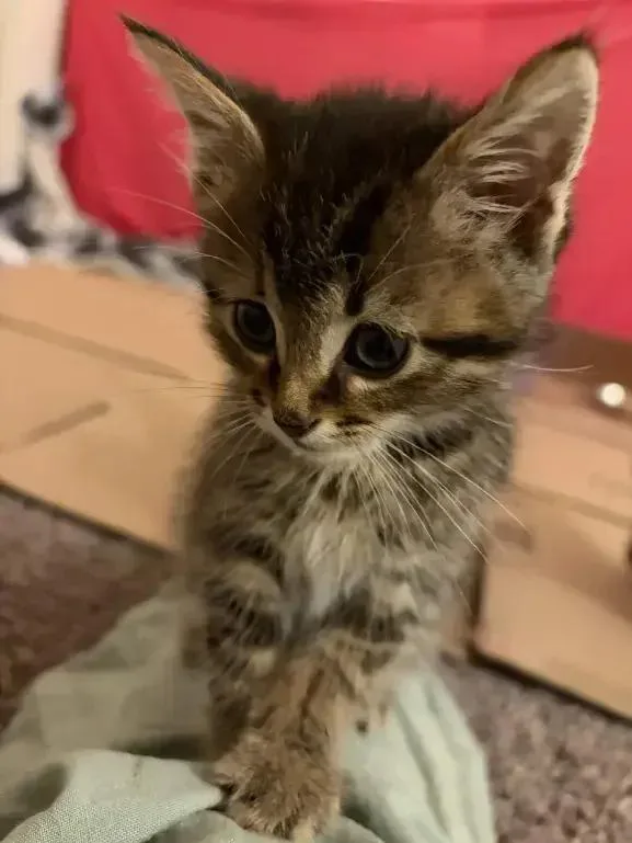 A baby small-sized female Domestic Short Hair cat named Maple for adoption in Grand Rapids, MI