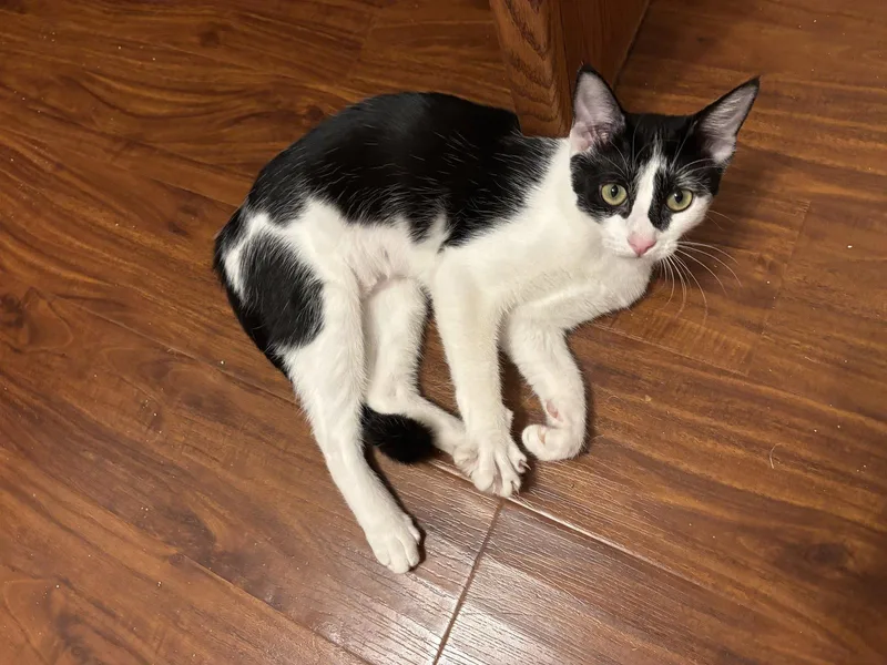A young medium-sized female Tuxedo cat named Valeria for adoption in Laguna Niguel, CA