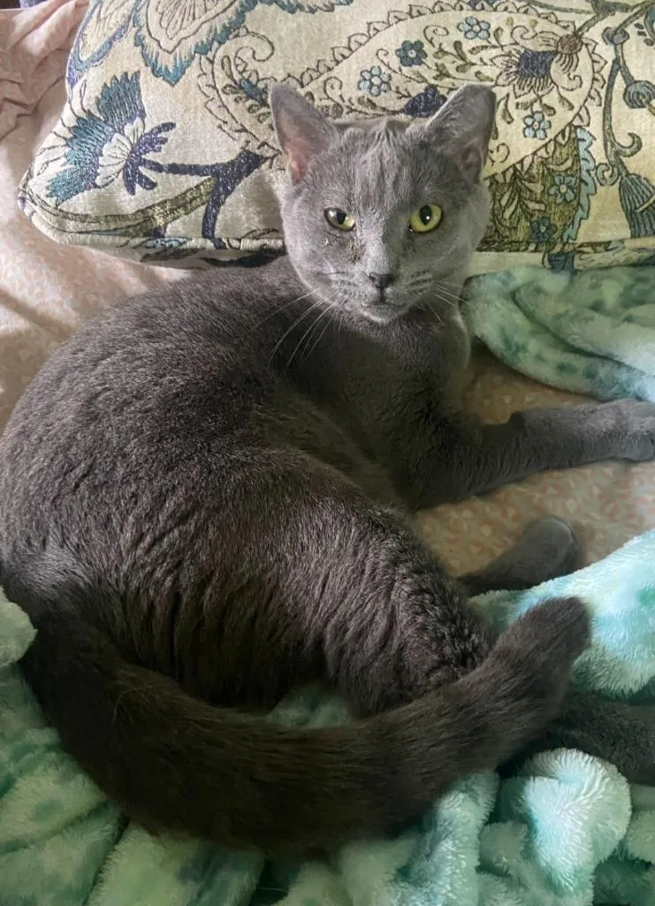 A young medium-sized female Domestic Short Hair cat named Giggy for adoption in Lancaster, PA