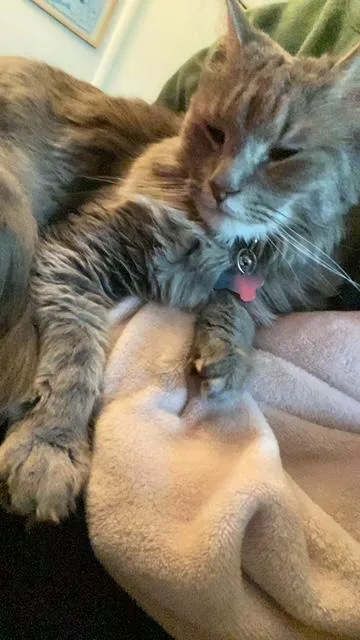 An adult medium-sized male Domestic Medium Hair cat named Murphy Gray for adoption in Blaine, MN