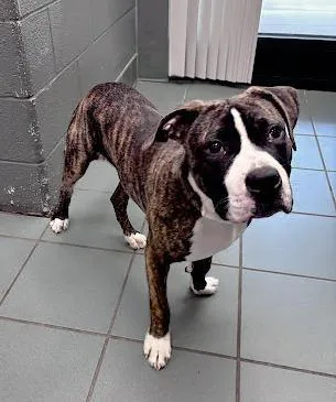 A young medium-sized male Brindle Mixed Breed dog named Thadwick for adoption in Nashville, TN