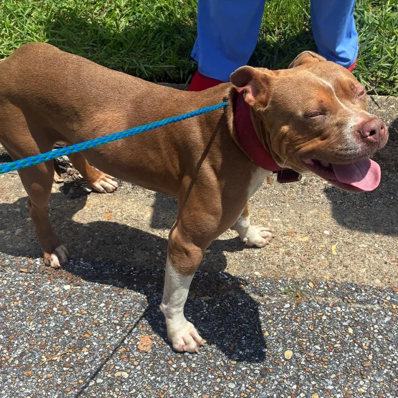 A young medium-sized male Brown / Chocolate Terrier dog named Gunther for adoption in Montgomery, AL