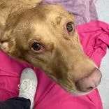 An adult medium-sized female Red / Chestnut / Orange German Shepherd Dog dog named Willow for adoption in Hilliard, OH