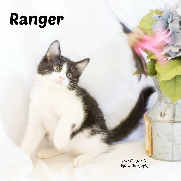 A senior extra large-sized male Tuxedo cat named Mickey for adoption in Los Angeles, CA