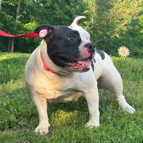 A young medium-sized female Yellow / Tan / Blond / Fawn Mixed Breed dog named Ayla for adoption in Hamden, CT