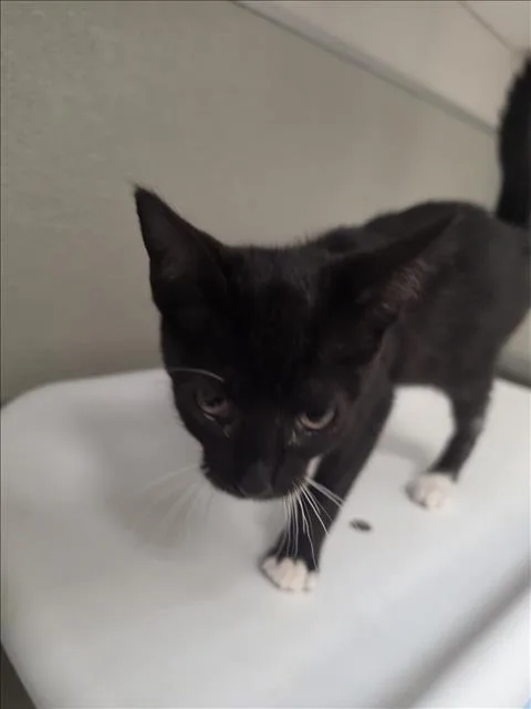A baby small-sized male Domestic Short Hair cat named Sour for adoption in Tracy, CA