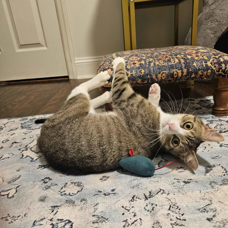 A baby small-sized male Tabby (Buff / Tan / Fawn) Domestic Short Hair cat named Kai for adoption in Weehawken, NJ