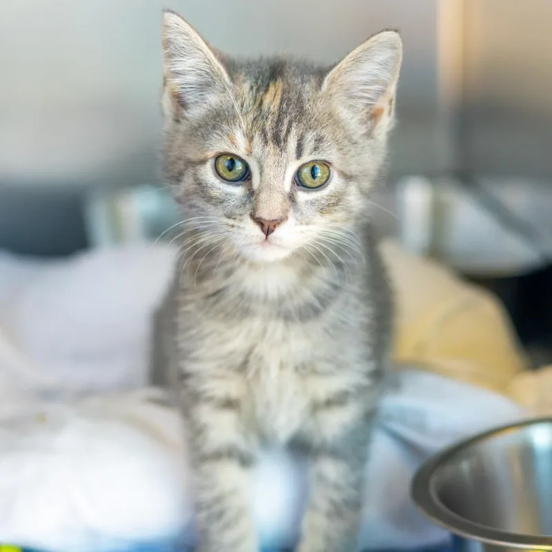 A baby small-sized female Domestic Short Hair cat named Meowdonna for adoption in Newark, DE