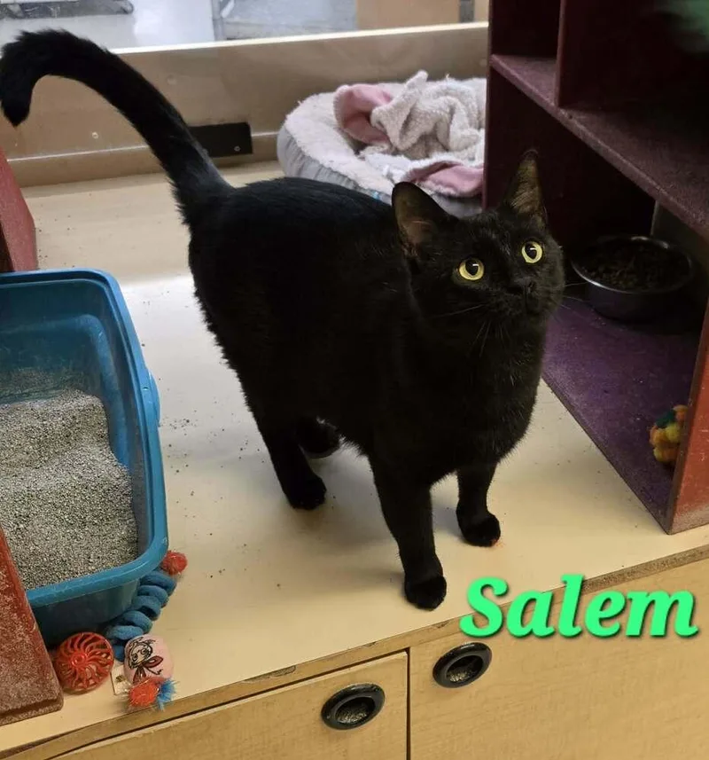 An adult large-sized male Black Domestic Short Hair cat named Salem for adoption in Bossier City, LA