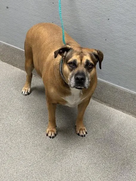 An adult large-sized female Pit Bull Terrier dog named Potato for adoption in Las Vegas, NV