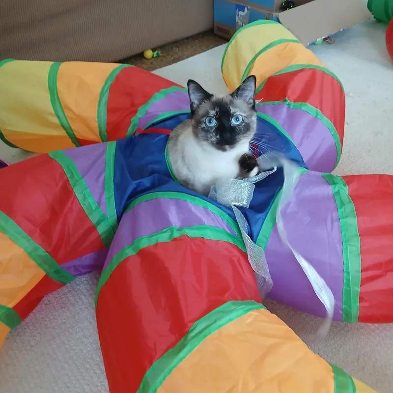 Lulu
