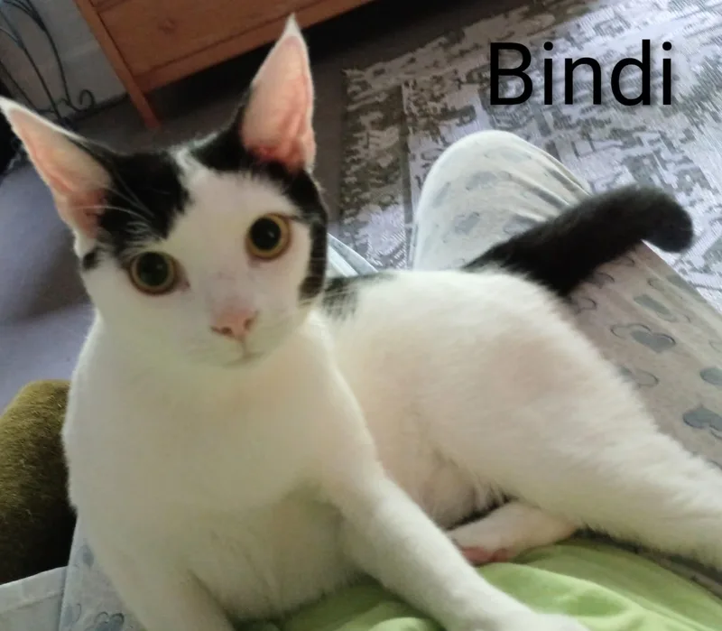 A young medium-sized female Black & White / Tuxedo Domestic Short Hair cat named Bindi Lou for adoption in Wilmington, NC