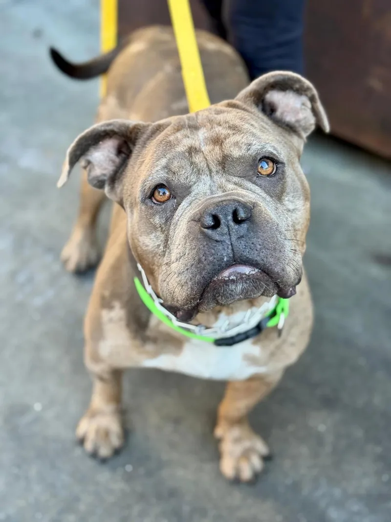 An adult large-sized female American Bulldog dog named Katseye for adoption in San Francisco, CA