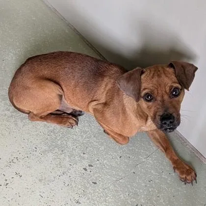 Chalupa