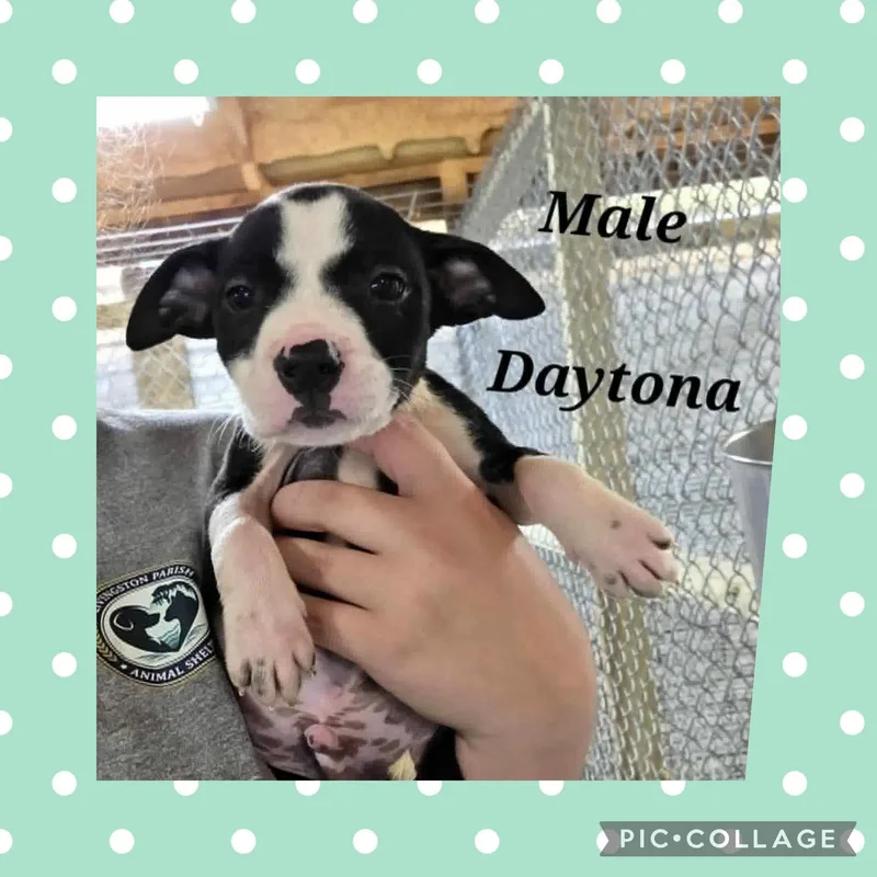 A baby medium-sized male White / Cream Pit Bull Terrier dog named Daytona for adoption in Ringwood, NJ