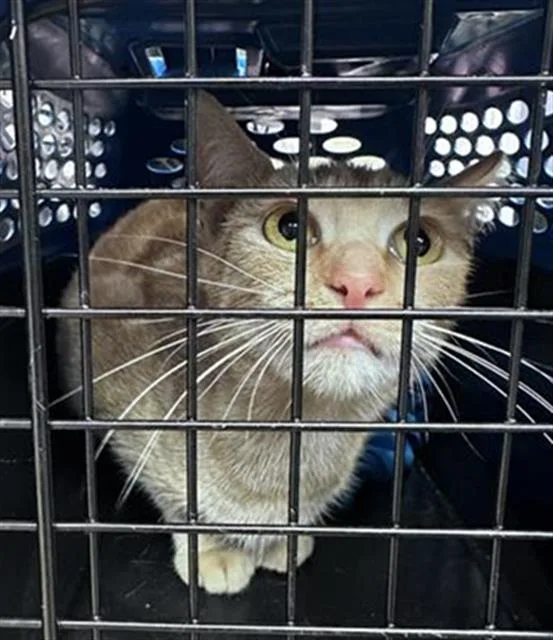 An adult medium-sized female Domestic Short Hair cat named Goldie for adoption in Fairfield, CA