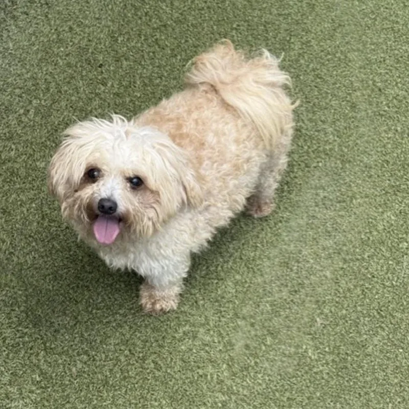 An adult small-sized male Golden Miniature Poodle dog named Teddy for adoption in Norwalk, CT