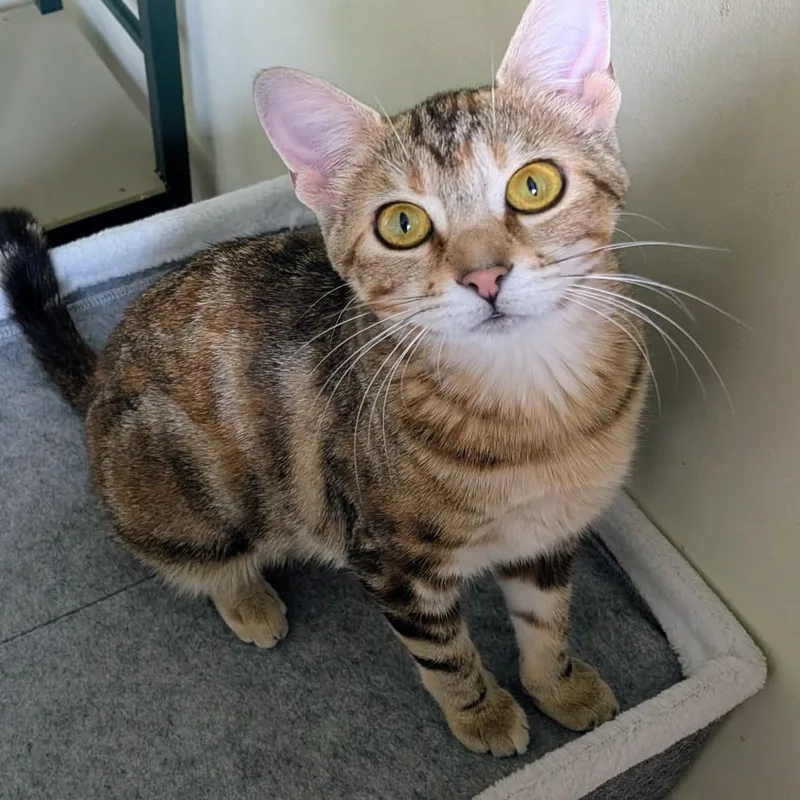 An adult medium-sized female Tabby (Buff / Tan / Fawn) Domestic Short Hair cat named Kit Kat for adoption in Johnsburg, IL
