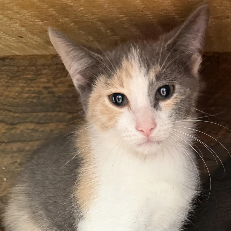 A young medium-sized female Calico Domestic Short Hair cat named Stella for adoption in Park Rapids, MN