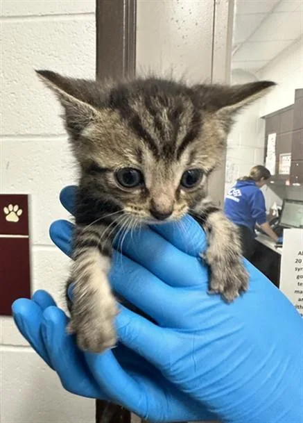 A baby small-sized female Domestic Short Hair cat named Kamilla for adoption in Derwood, MD