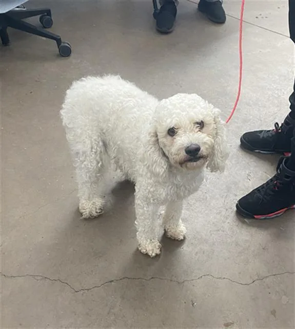 A young medium-sized female Mixed Breed dog named Heaven for adoption in Dallas, TX