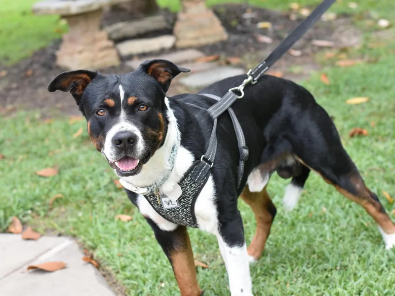 Bruno thumbnail 6
