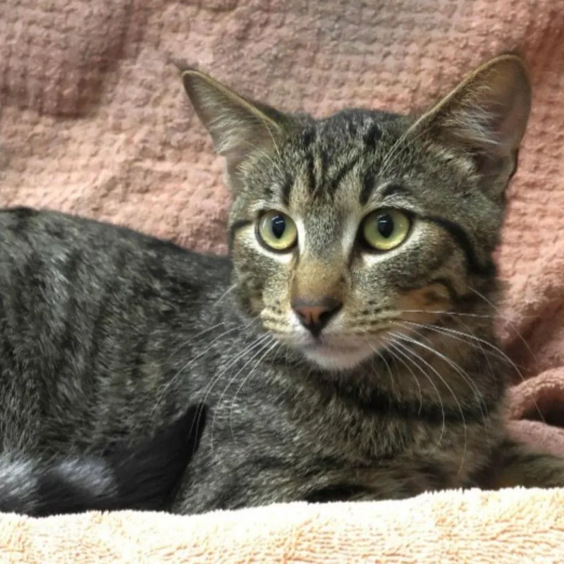 A young medium-sized male Domestic Short Hair cat named Marty for adoption in Minneapolis, MN