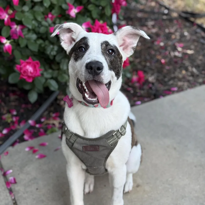 A baby medium-sized female Brindle Pit Bull Terrier dog named Letty for adoption in Columbia, SC
