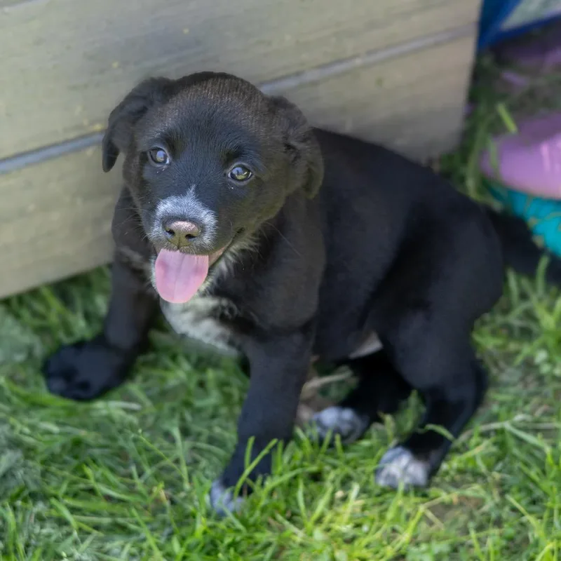 A baby small-sized female Black Labrador Retriever dog named Audrey Hepburn for adoption in Wilmington, DE