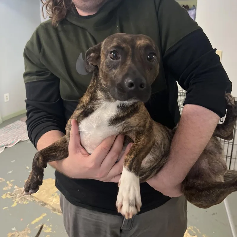 A young medium-sized male Brindle Pit Bull Terrier dog named Benito for adoption in Melrose, FL