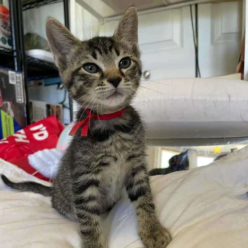 A baby small-sized male Brown / Chocolate Domestic Short Hair cat named Milkyway for adoption in Bel Air, MD