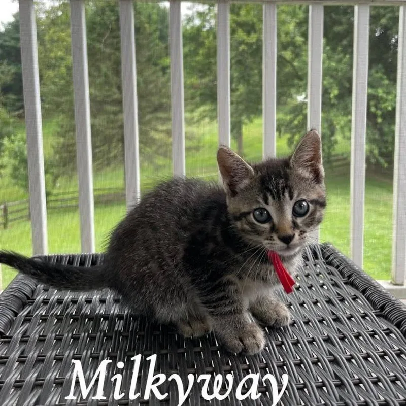 Milkyway thumbnail 2