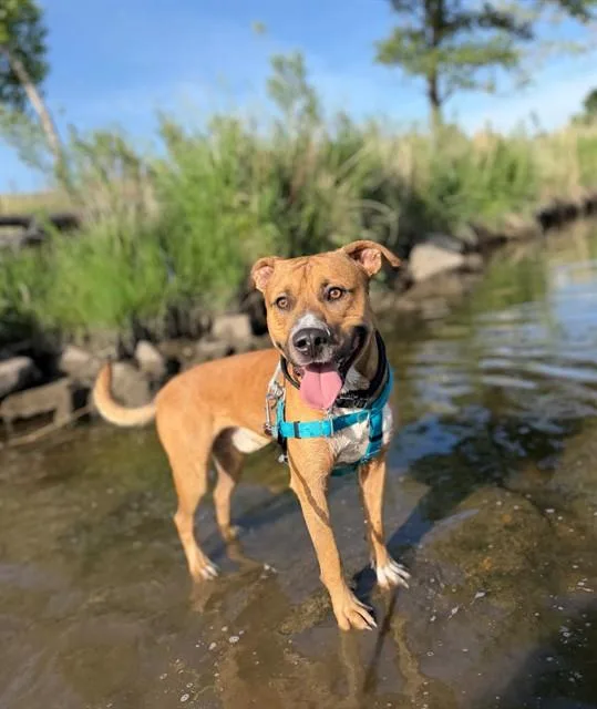 A young large-sized male Black Mouth Cur dog named Scooby Doo for adoption in Brighton, CO