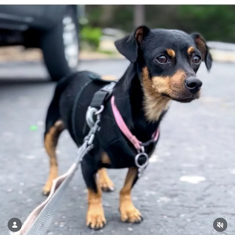 An adult small-sized female Bicolor Dachshund dog named Tootsie for adoption in Arroyo Grande, CA
