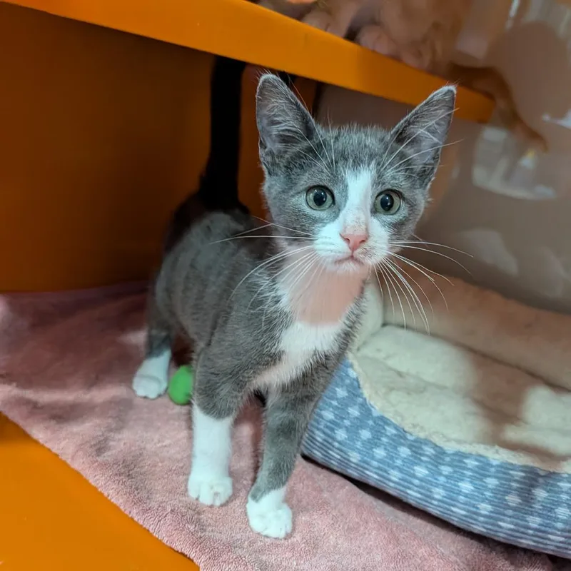 A baby medium-sized male Gray & White Domestic Short Hair cat named Larry for adoption in Cape Girardeau, MO