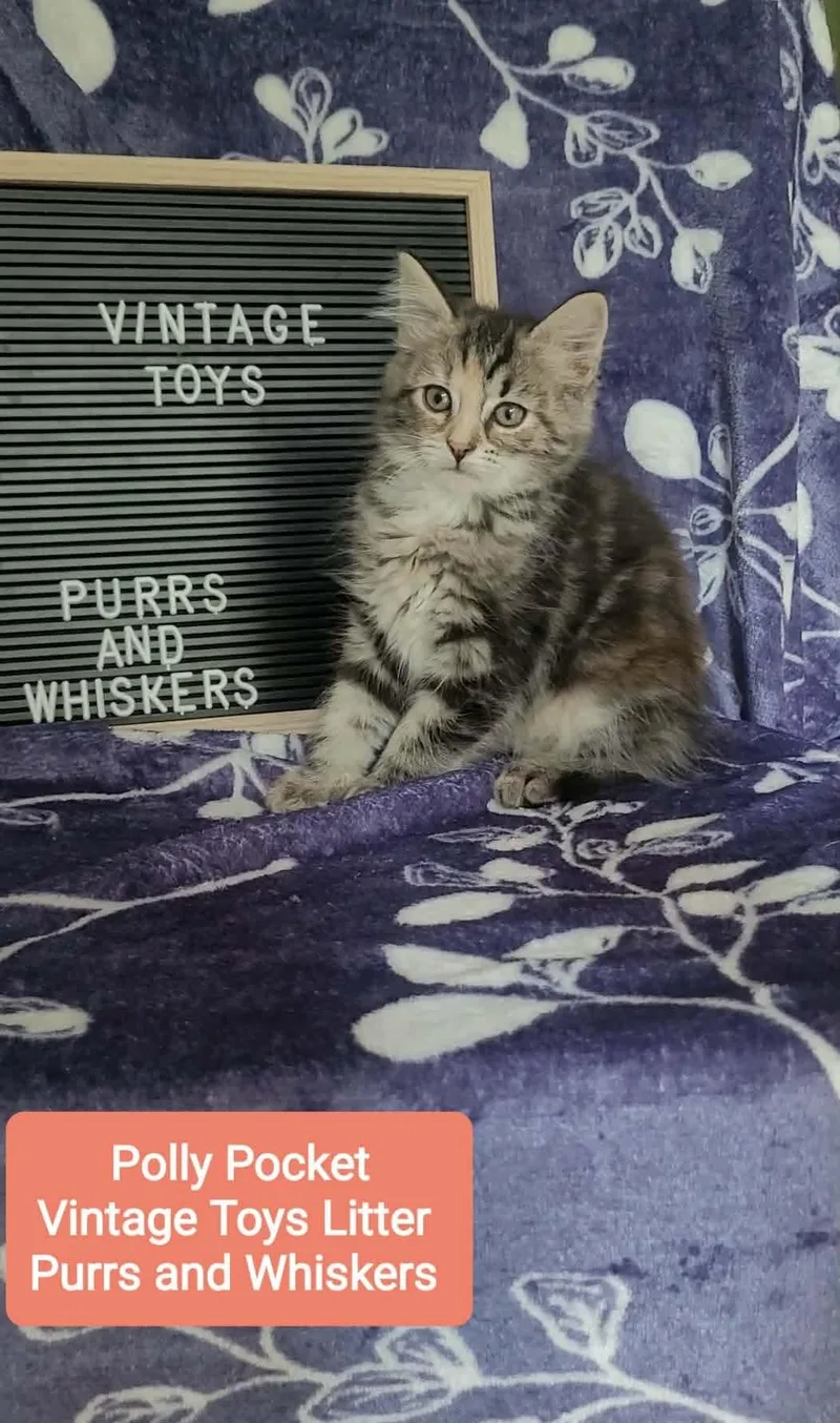 A baby medium-sized female Tortoiseshell Domestic Long Hair cat named Polly Pocket for adoption in New Hartford, NY
