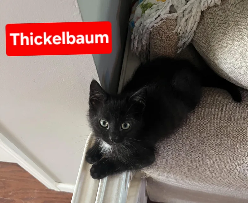 A baby small-sized male Black Domestic Short Hair cat named Thickelbaum and Gertrude for adoption in Brighton, MI
