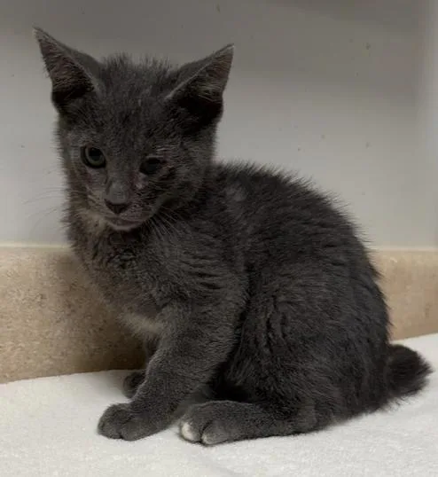 A baby small-sized male Gray / Blue / Silver Domestic Short Hair cat named Dorian for adoption in Ontario, CA