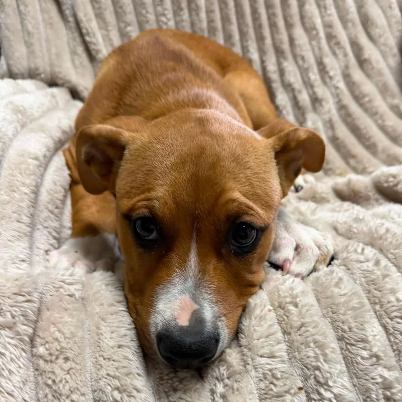 A baby small-sized male Brown / Chocolate Mixed Breed dog named Moonie for adoption in Archbold , OH