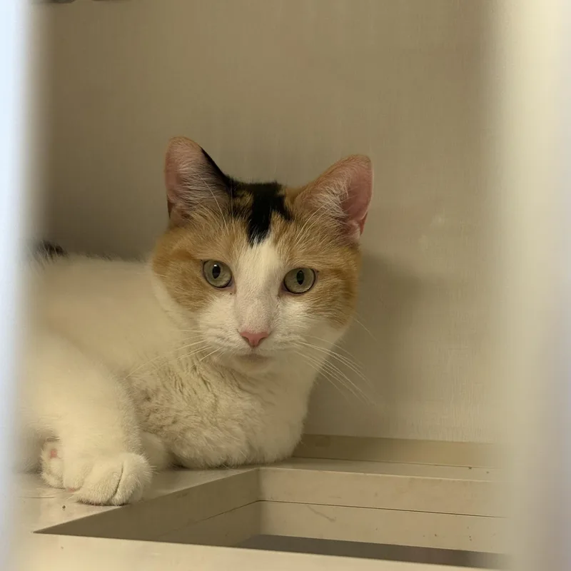 An adult medium-sized female Calico Domestic Short Hair cat named Annie for adoption in Butler, NJ